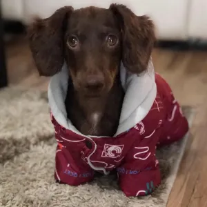 Graphic Dachshund Jacket